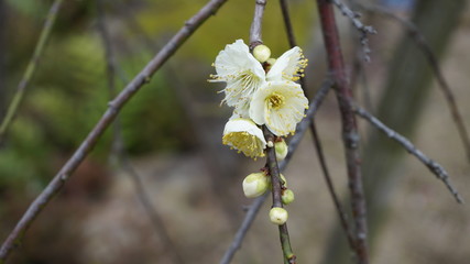 美しい梅の花に魅せられて！