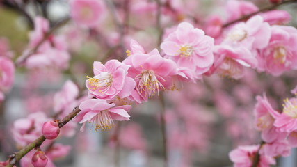 美しい梅の花に魅せられて！