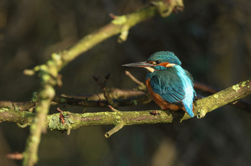 A magnificent female Kingfisher, Alcedo atthis, perching on a branch that is growing over a river. 