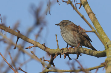 A pretty Dunnock, Prunella modularis, or Hedge Sparrow perching on a branch of a tree. 
