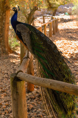 Naklejka premium Peacock sitting on a wooden fence