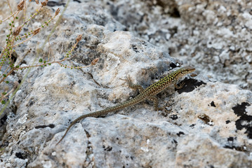 Lizard on the rock