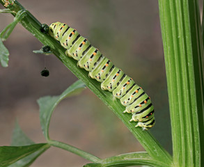 closeup of a swallowtail butterfly caterpillar crawling on a celery stalk while excreting balls of feces