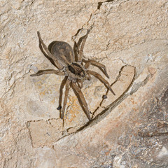 brown and black female pantropical jumping spider Plexippus paykulli on a beige limestone covered flintstone rock