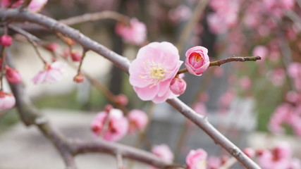美しい梅の花に魅せられて！