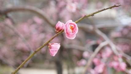 美しい梅の花に魅せられて！