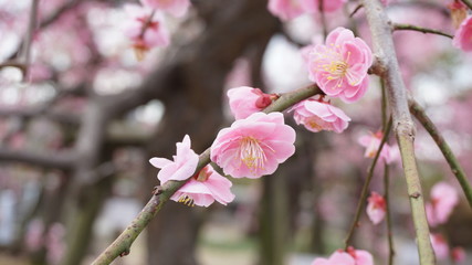 美しい梅の花に魅せられて！