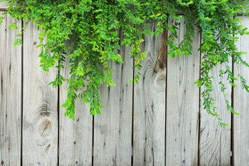 Old Plank vintage hard Wooden wall surface ,  space of Brown wood  horizontal withGreen bush...