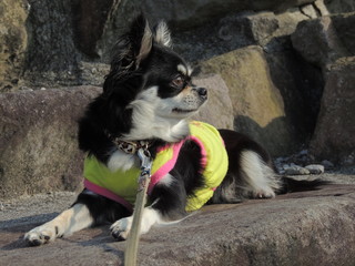 りんちゃん４歳