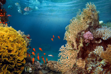 Fototapeta na wymiar Life-giving sunlight underwater. Sun beams shinning underwater on the tropical coral reef.