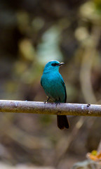 Verditer Flycatcher  in the forest at Sri Satchanalai National Park, Thailand 