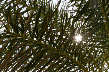 Obraz na płótnie Canvas Palm tree brunch in sunlight blue sky on the background