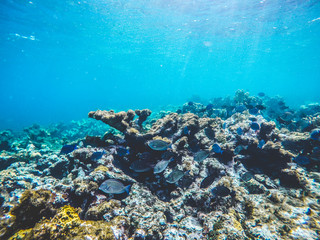 Naklejka na ściany i meble Fish at coral reef