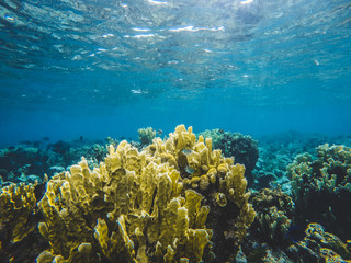 Plakat Stone coral in the sea