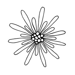 Hand-drawn black outline vector abstract doodle flower isolated on white background. For spring-summer season stickers, labels, prints.