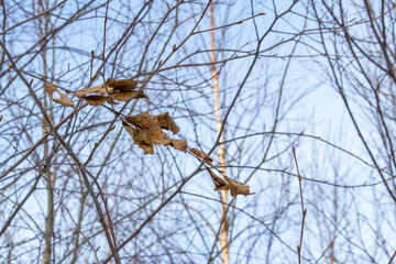 Last year's branch with leaves on young branches, ready for new foliage. Birth and death are all one in this world.