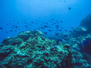 Fototapeta na wymiar Fish swimming around reef