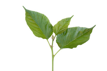 Mulberry green tea leaf on white background with clipping path.