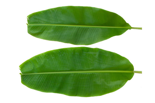 Banan leaf on white background with clipping path.