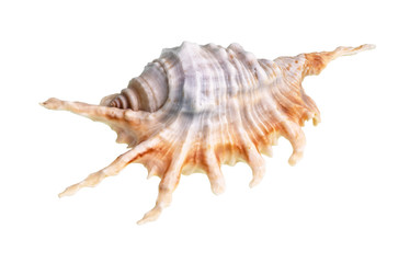 dried shell of murex snail cutout on white