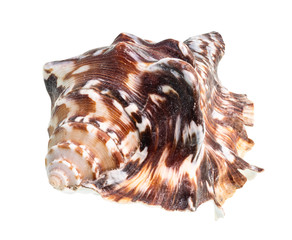 dried dark brown conch of muricidae mollusc cutout