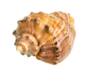 dried shell of rapana cutout on white