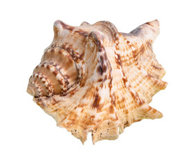 dried shell of sea mollusc cutout on white
