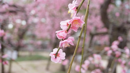 美しい梅の花に魅せられて！