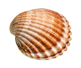 dried brown seashell of cockle cutout