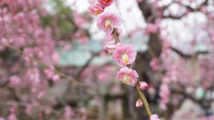 美しい梅の花に魅せられて！