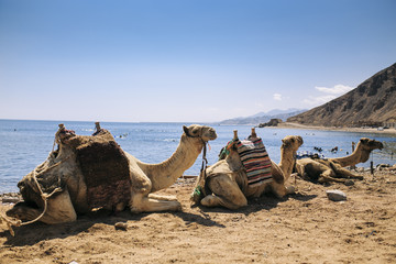 Camels in the desert, near the sea. Egypt. Bright, sunny day, blue sky.