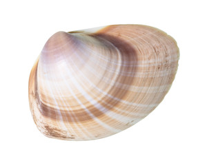 dried striped shell of clam cutout on white