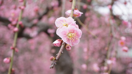 美しい梅の花に魅せられて！