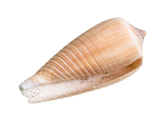 dried empty shell of cone snail cutout on white