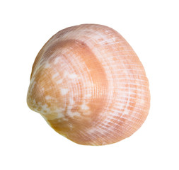 dried brown shell of clam cutout on white