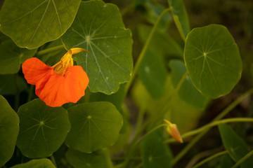 Orange flower with green round leaves