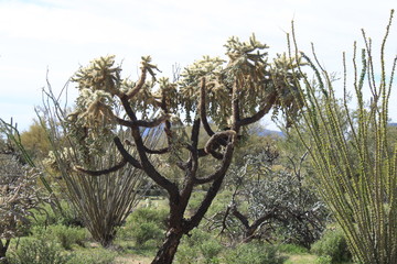 sonora