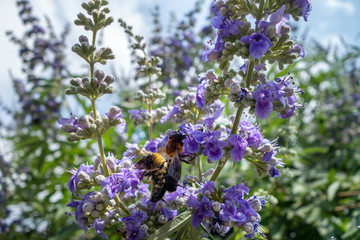 Various bee types on lavender spriing flowers