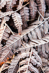 fern leaves frozen by the first frost in the winter forest