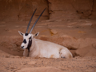 Arabian Oryx at Al Ula Nature Reserve
