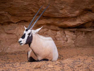Arabian Oryx at Al Ula Nature Reserve