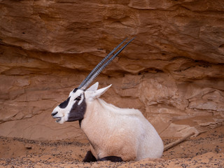 Arabian Oryx at Al Ula Nature Reserve