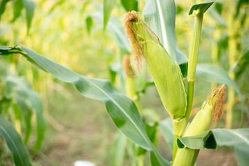 Closer to the corn on the farmer's farm.
