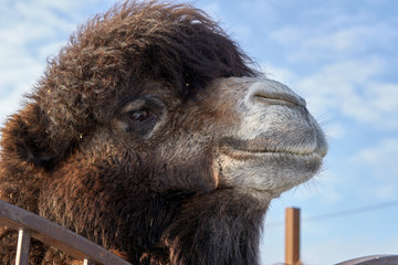 Head of a brown camel in a zoo in Russia.