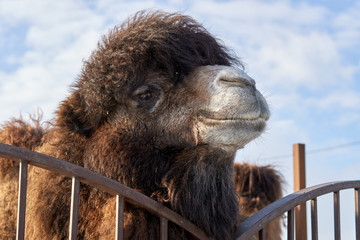 Head of a brown camel in a zoo in Russia.