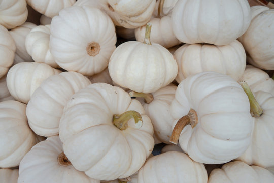 group of white pumpkins picked for the holiday Halloween season