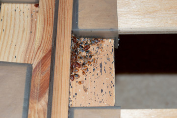 A serious bed bug infestation affecting a residential bedroom where bedbugs developed undetected on the frame of a double bed beneath the mattress under and between the plastic clips of wooden slats. - obrazy, fototapety, plakaty