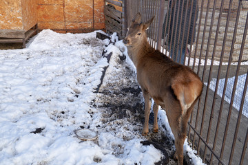 Fawn in a small zoo in Russia.