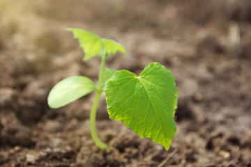 Seedling of cucumber. Young sprout by sunlight