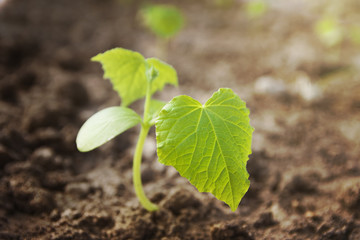 Seedling  of cucumber  by sunlight